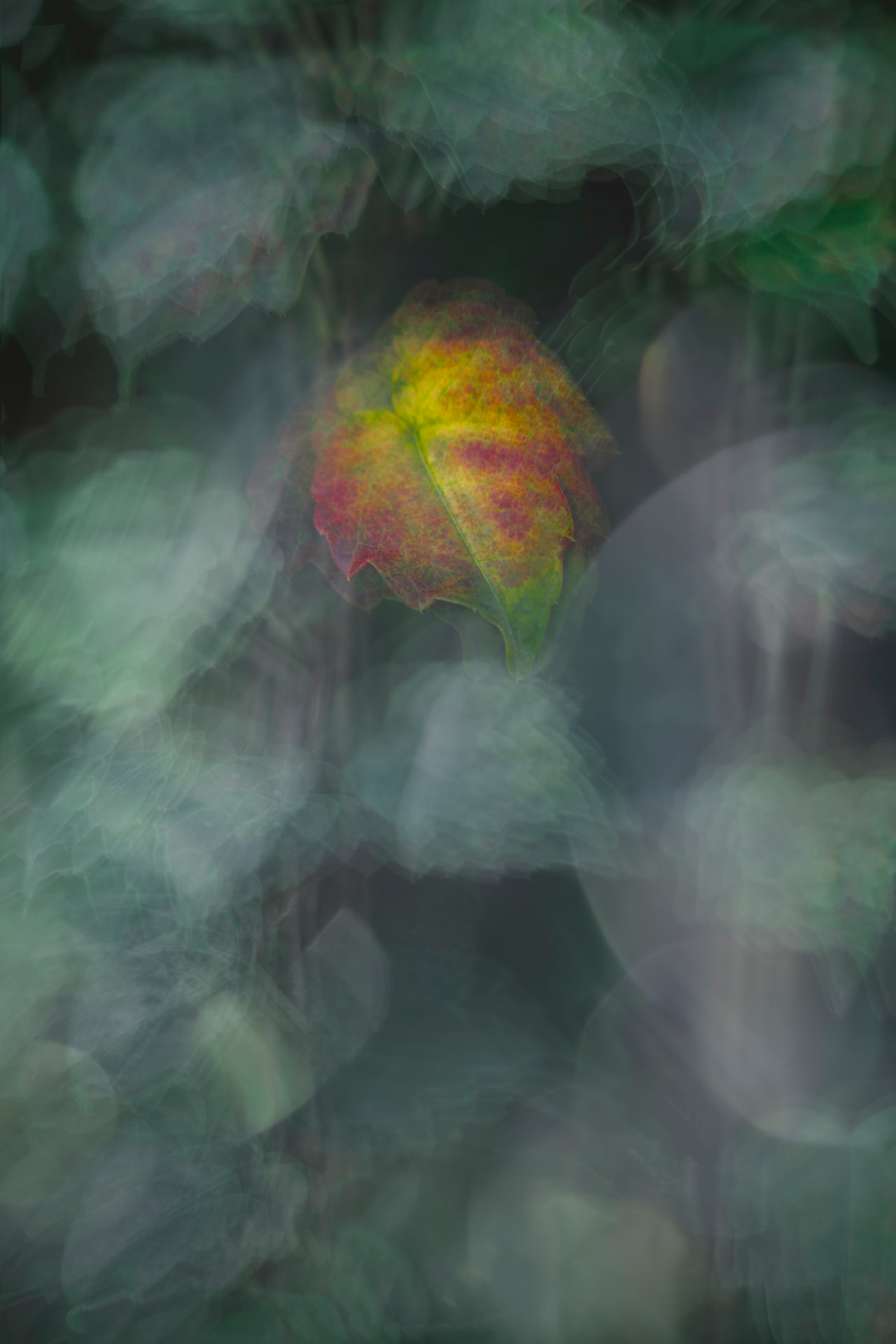 Folha de Outono — fotografia botânica abstrata de Dougbraz