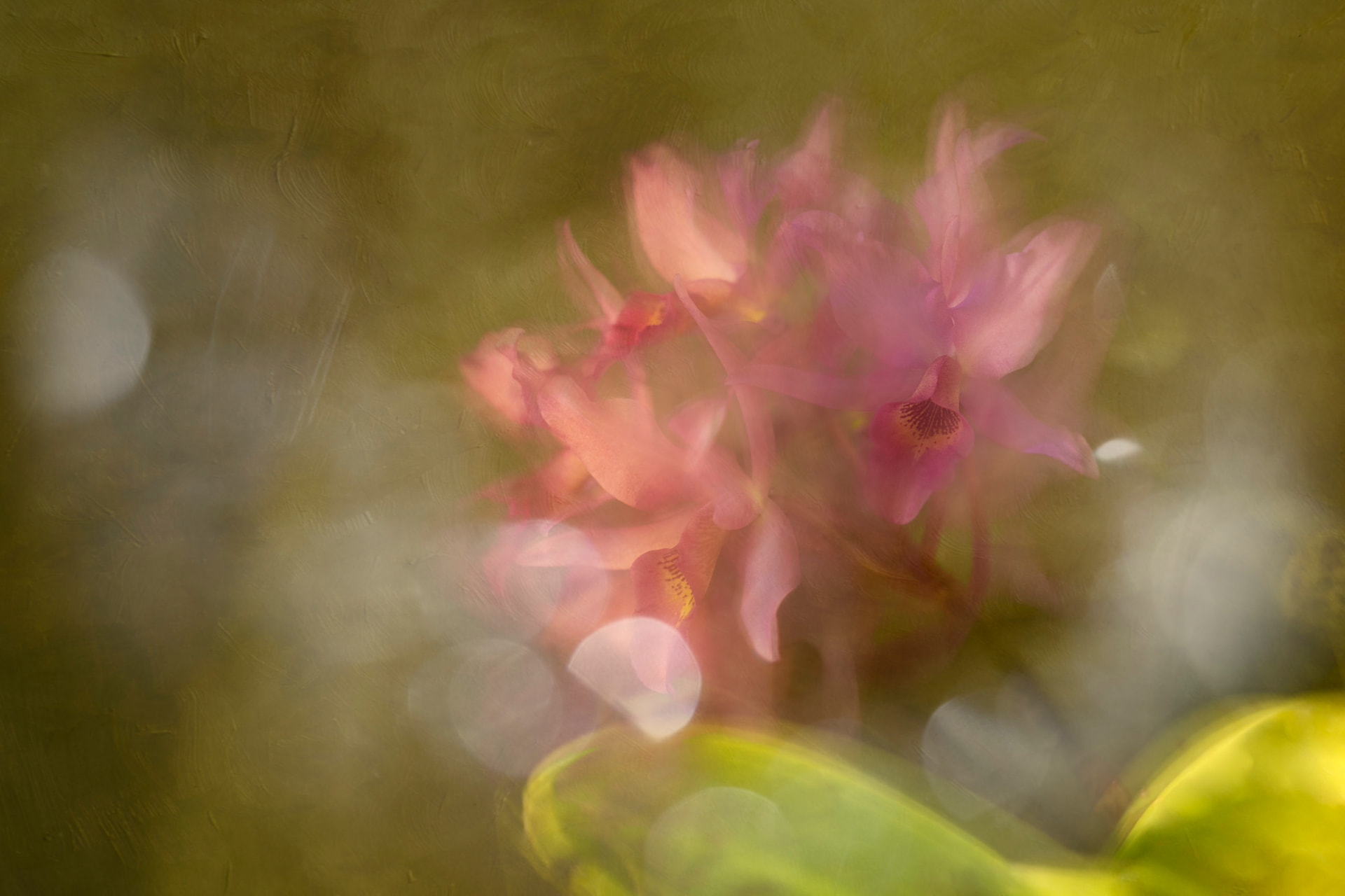 Tarde de Oliva — fotografia abstrata de orquídea de Dougbraz